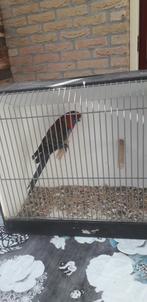 Penant pop, Dieren en Toebehoren, Vogels | Parkieten en Papegaaien, Vrouwelijk, Parkiet