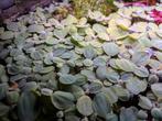 Drijfplantjes aquarium, Ophalen, Zo goed als nieuw, Plant(en), Steen of Hout