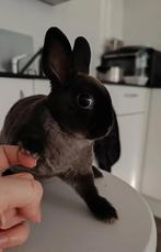 Dwergkonijn, Dieren en Toebehoren, Konijnen, Mannelijk, Dwerg