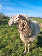 Overjarige Fries melkschaap ram, Dieren en Toebehoren, Schapen, Geiten en Varkens, Mannelijk, Schaap