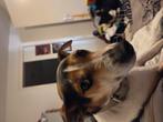 Te koop lieve boerenfox hond, Dieren en Toebehoren, Rabiës (hondsdolheid), Reu, Eén hond, Nederland