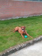 Rhodesian ridgeback pups, CDV (hondenziekte), 8 tot 15 weken, Meerdere, Nederland