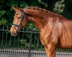 5 jarig dressuur paard, Merrie, Gechipt, Dressuurpaard, 3 tot 6 jaar