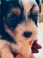 Te koop: 7 prachtige Boomer x Shih Tzu-Malthezer pupjes!, 8 tot 15 weken, Meerdere, Meerdere dieren, Klein