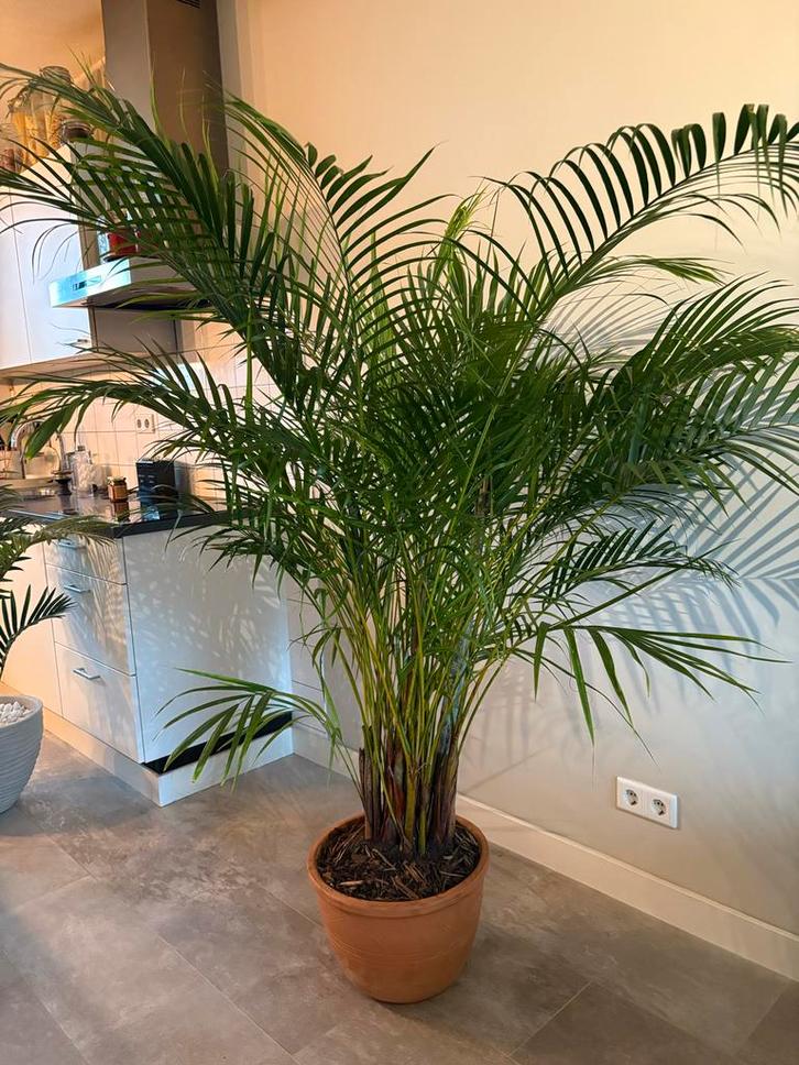 Grote Goudpalm (180cm+) zoekt nieuw thuis!, Huis en Inrichting, Kamerplanten, Palm, 150 tot 200 cm, Groene kamerplant, Halfschaduw