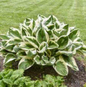 zaden voor een Hosta beschikbaar voor biedingen