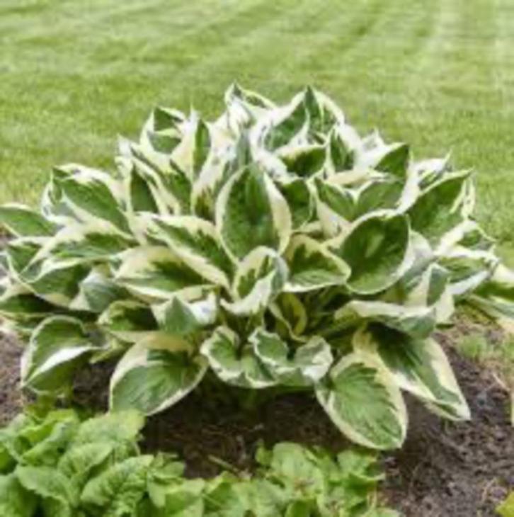 zaden voor een Hosta, Tuin en Terras, Bloembollen en Zaden, Zaad, Najaar, Halfschaduw, Ophalen of Verzenden