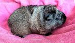 koppeltje ridgeback (zilver..cinnamon..solid..), Dieren en Toebehoren, Knaagdieren, Oktober, Geslacht onbekend, Cavia