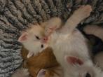 Prachtige kruising kittens, Dieren en Toebehoren, Meerdere dieren, Langharig