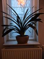 Clivia / Sint-Jozefplant (oranje bloem), Ophalen, 100 tot 150 cm, Overige soorten, Halfschaduw