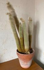 Grote meerdelige Cactus h. 65 cm en 30 breed, Huis en Inrichting, Kamerplanten, Ophalen, Minder dan 100 cm, In pot, Cactus