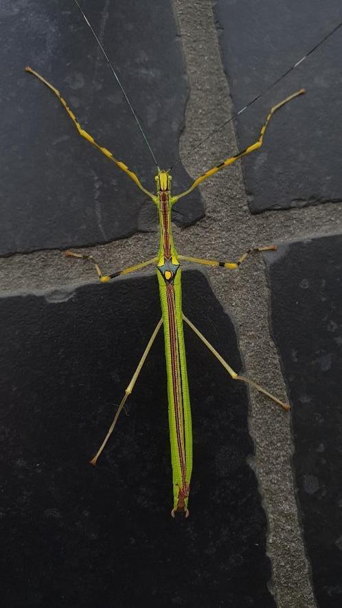 Verschillende soorten wandelende takken, Dieren en Toebehoren, Insecten en Spinnen, Wandelende tak