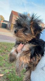 Yorkshire puppys (mini), Dieren en Toebehoren, Honden | Jack Russells en Terriërs, Yorkshire Terriër, Particulier, 15 weken tot 1 jaar