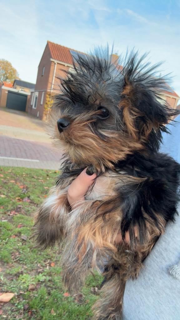 Yorkshire puppys (mini), Dieren en Toebehoren, Honden | Jack Russells en Terriërs, Reu, Yorkshire Terriër, Particulier, Meerdere