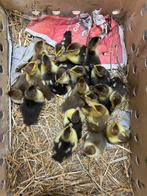 Jonge kaapse eenden te koop (kuikens), Dieren en Toebehoren, Meerdere dieren, Eend