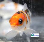Koi (Euro B NL), Karper of Koi