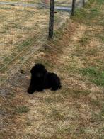 Raszuivere koningspoedel pups, Rabiës (hondsdolheid), Overige rassen, 8 tot 15 weken, Meerdere