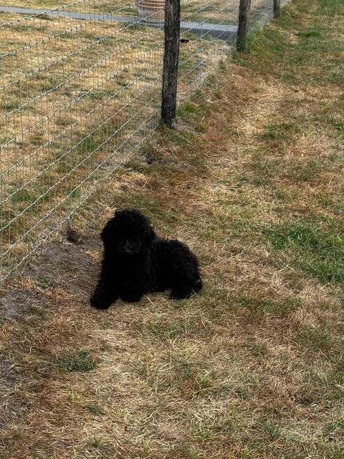 Raszuivere koningspoedel pups, Dieren en Toebehoren, Honden | Chihuahua's en Gezelschapshonden, Meerdere dieren, Overige rassen
