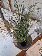 Bloembak gardena clickup, Kunststof, Rond, Nieuw, Tuin