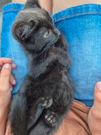 Kitten te koop, Dieren en Toebehoren, Katten en Kittens | Overige Katten, Poes, Kortharig, 0 tot 2 jaar