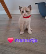 Siamees/snowbengaal kittens, Dieren en Toebehoren, Katten en Kittens | Raskatten | Korthaar, Geslacht onbekend, Ontwormd, 0 tot 2 jaar
