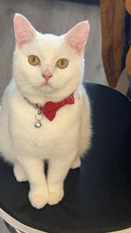 witte mooie kat te koop met al zijn spullen, Dieren en Toebehoren