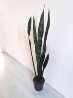 Sansevieria Black Coral, Ophalen, Vetplant, 100 tot 150 cm, Halfschaduw
