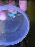 OP=OP 🐠🐉turquoise  dragon🐉🐠 gup,guppen,guppy raszuiver, Dieren en Toebehoren, Vissen | Aquariumvissen, Vis, Zoetwatervis