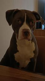 Rednose Pitbull, Dieren en Toebehoren, België, Particulier, Rabiës (hondsdolheid), Overige rassen