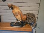 Opgezette haan, Ophalen of Verzenden, Gebruikt, Vogel, Opgezet dier