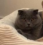 Scotch fold / Britse korthaar, Dieren en Toebehoren, Katten en Kittens | Raskatten | Korthaar, Poes
