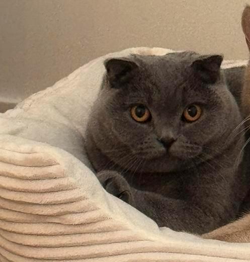 Scotch fold / Britse korthaar, Dieren en Toebehoren, Katten en Kittens | Raskatten | Korthaar, Poes