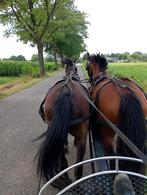 Verzorg paard, Dieren en Toebehoren, Paarden en Pony's | Verzorgingsproducten, Ophalen of Verzenden