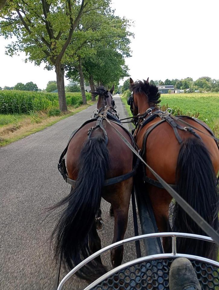 Verzorg paard, Dieren en Toebehoren, Paarden en Pony's | Verzorgingsproducten, Ophalen of Verzenden