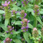 Gewone Brunel, Ophalen, Vaste plant, Bodembedekkers, Volle zon