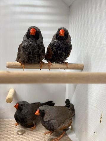 Charcoal zebravinken te koop beschikbaar voor biedingen