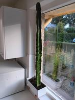Grote Euphorbia Cowboycactus - 101cm, Volle zon, Vaste plant, Bloeit niet, Ophalen
