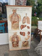 Oude Zweedse anatomie schoolposter, Antiek en Kunst, Antiek | Schoolplaten, Ophalen of Verzenden, Natuur en Biologie