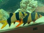 Clown botia 3  stuks, Vis