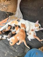 Mooie boerderij kittens, Dieren en Toebehoren, Katten en Kittens | Overige Katten, Meerdere dieren