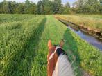 Stalling beschikbaar, Dieren en Toebehoren, Stalling