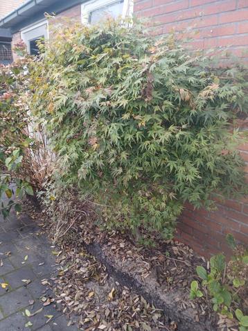 Japanse Esdoorn - Acer palmatum beschikbaar voor biedingen