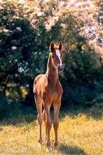 Groot stoer Hengstveulen v. Miami Turfhorst, Dieren en Toebehoren, Hengst, 170 tot 175 cm, Dressuurpaard, 0 tot 2 jaar