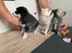 Drie pomsky pups, Dieren en Toebehoren, Honden | Poolhonden, Keeshonden en Oertypen, 8 tot 15 weken, Meerdere, Meerdere dieren