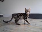 Kitten, Dieren en Toebehoren, Katten en Kittens | Raskatten | Korthaar, Poes
