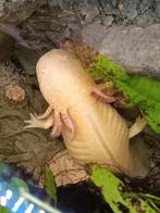 Axolotl dames, Dieren en Toebehoren, Reptielen en Amfibieën, 3 tot 6 jaar