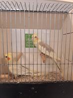 Jonge valkparkieten om tam te maken, Meerdere dieren, Parkiet, Geringd