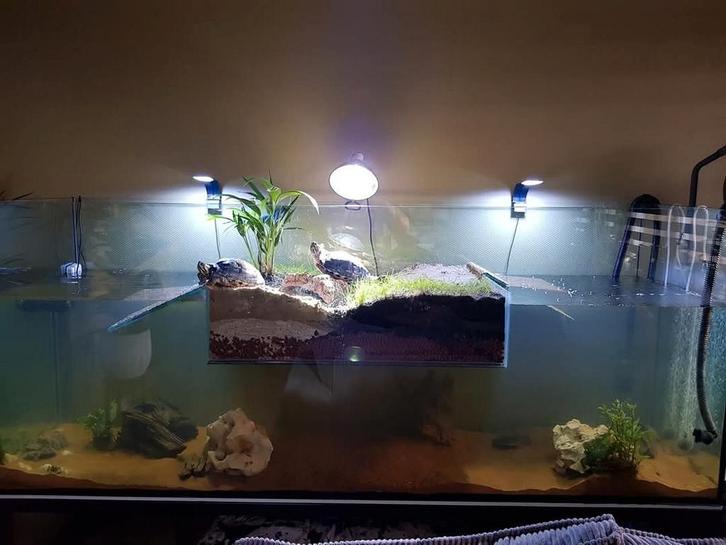 Uniek aquarium geschikt voor schildpadden!, Dieren en Toebehoren, Vissen | Aquaria en Toebehoren, Gebruikt, Leeg aquarium, Ophalen