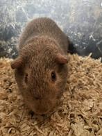 Cavia beer, Dieren en Toebehoren, Knaagdieren, Cavia, Juni, Mannelijk, Tam