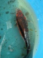 Goromo, japanse koi, Dieren en Toebehoren, Karper of Koi